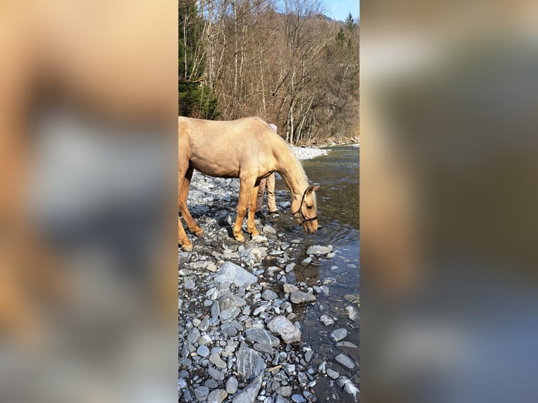 Deutsches Sportpferd Stute 6 Jahre 163 cm Palomino in Bad Zurzach