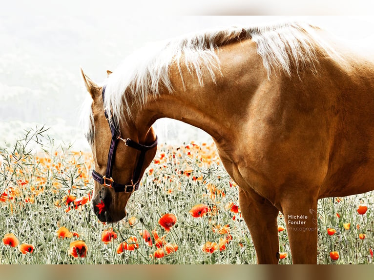 Deutsches Sportpferd Stute 6 Jahre 163 cm Palomino in Bad Zurzach