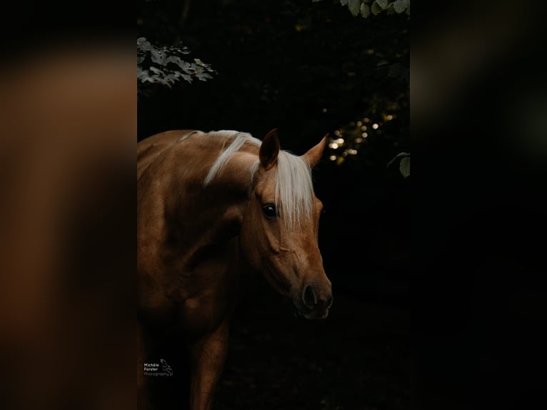 Deutsches Sportpferd Stute 6 Jahre 163 cm Palomino in Bad Zurzach