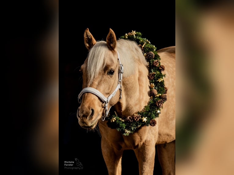 Deutsches Sportpferd Stute 6 Jahre 163 cm Palomino in Bad Zurzach