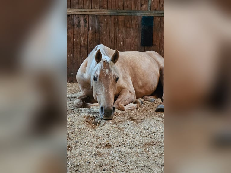 Deutsches Sportpferd Stute 6 Jahre 163 cm Palomino in Bad Zurzach