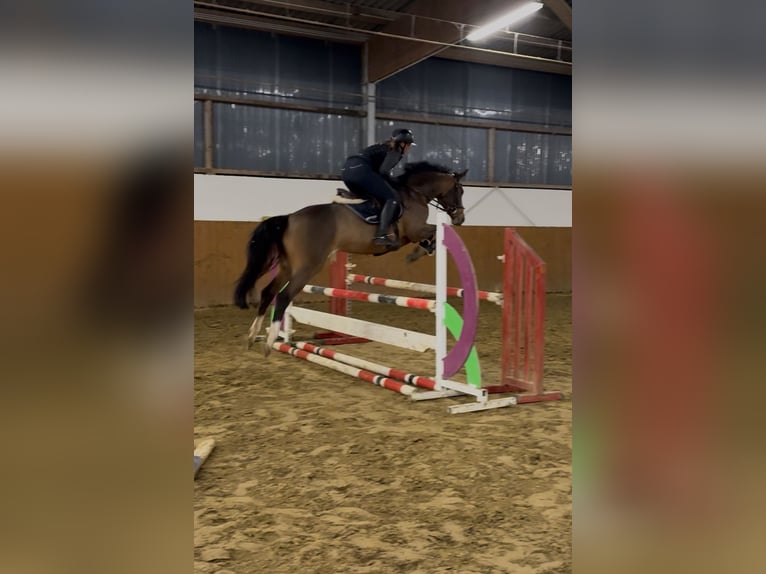 Deutsches Sportpferd Stute 6 Jahre 164 cm Brauner in Werne