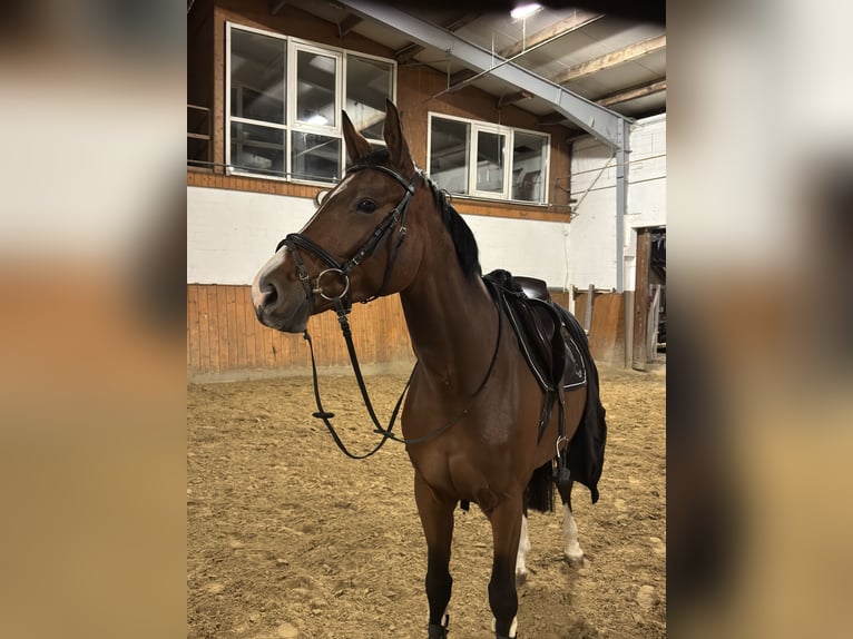 Deutsches Sportpferd Stute 6 Jahre 164 cm Brauner in Werne