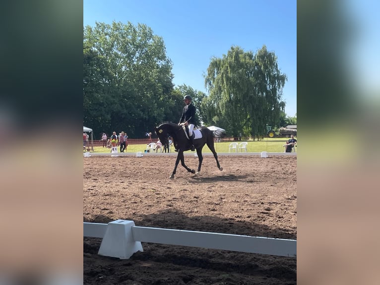 Deutsches Sportpferd Stute 6 Jahre 164 cm Rappe in Salzatal