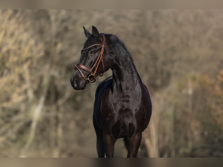 Deutsches Sportpferd Stute 6 Jahre 164 cm Rappe in Windhagen