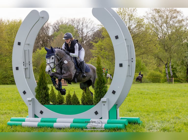 Deutsches Sportpferd Stute 6 Jahre 164 cm Schimmel in Kerken