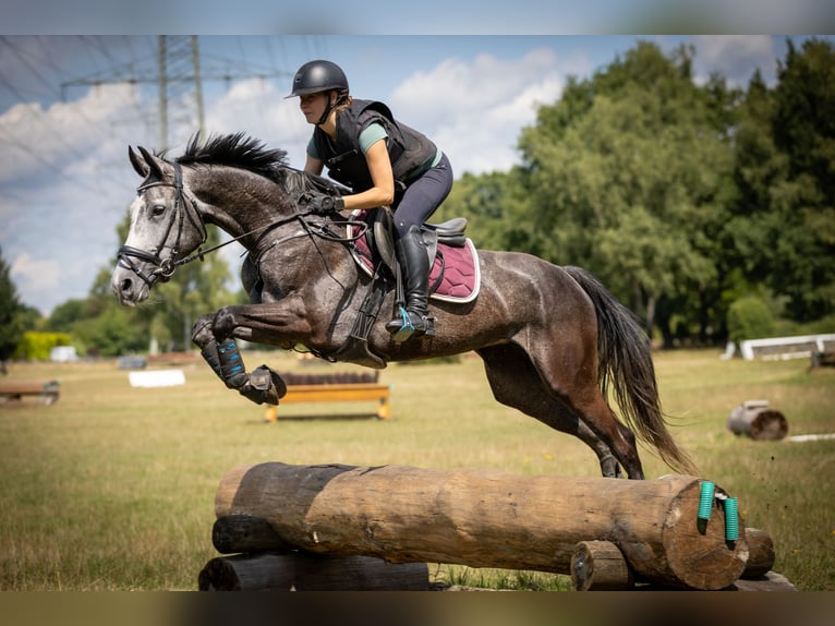 Deutsches Sportpferd Stute 6 Jahre 164 cm Schimmel in Kerken