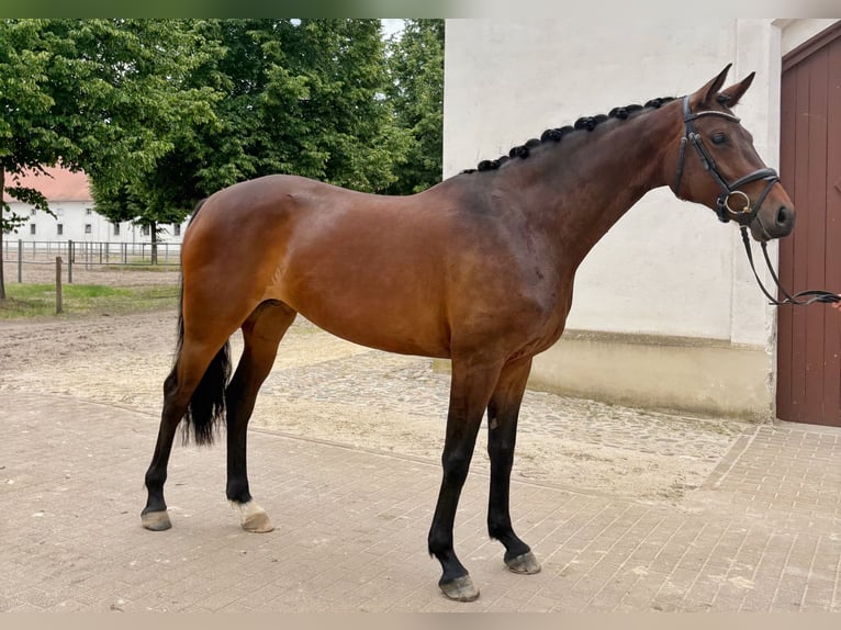 Deutsches Sportpferd Stute 6 Jahre 165 cm Brauner in Rohrlack