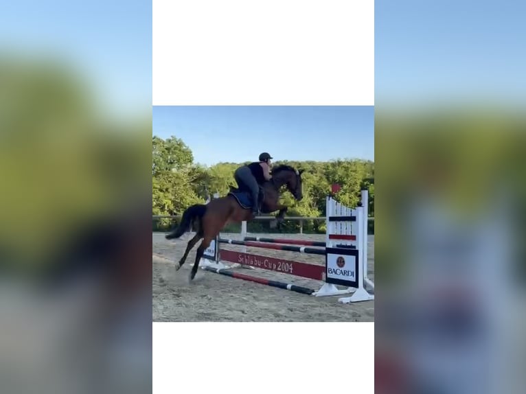 Deutsches Sportpferd Stute 6 Jahre 165 cm Brauner in Ippenschied