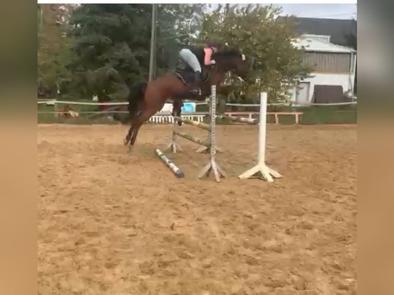 Deutsches Sportpferd Stute 6 Jahre 165 cm Brauner in Ippenschied