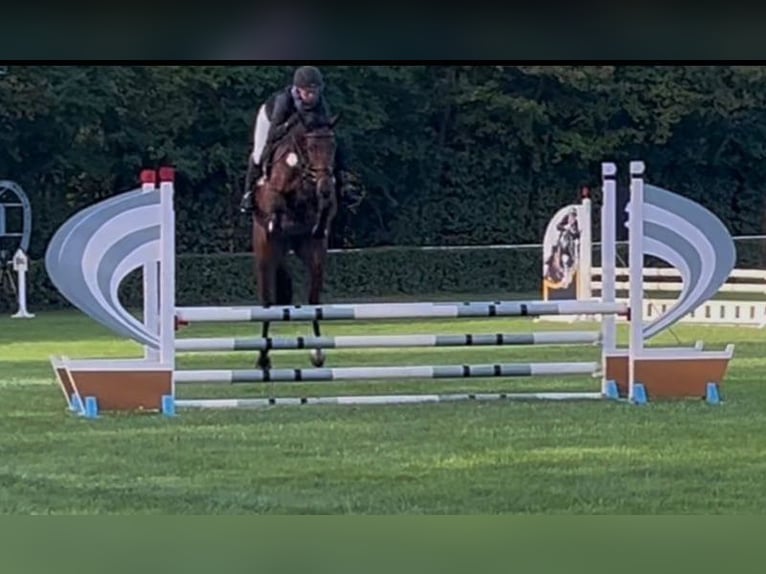 Deutsches Sportpferd Stute 6 Jahre 165 cm Brauner in Seegebiet Mansfelder Land