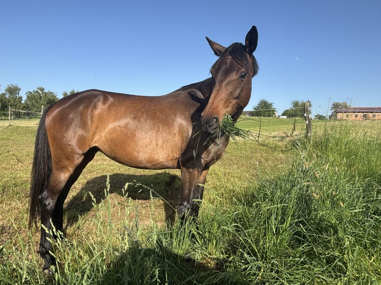 Deutsches Sportpferd Stute 6 Jahre 165 cm Dunkelbrauner in Wilsdruff