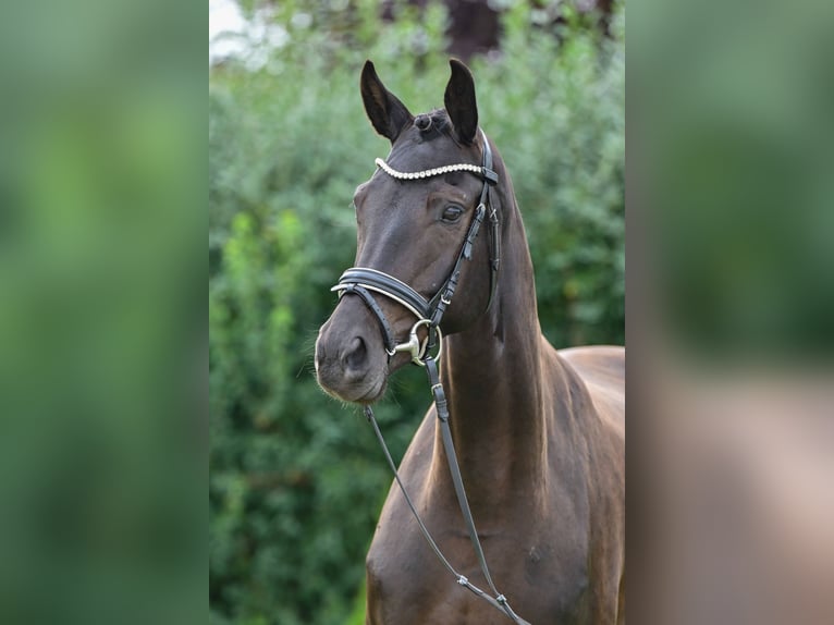 Deutsches Sportpferd Stute 6 Jahre 165 cm Dunkelbrauner in Gomadingen