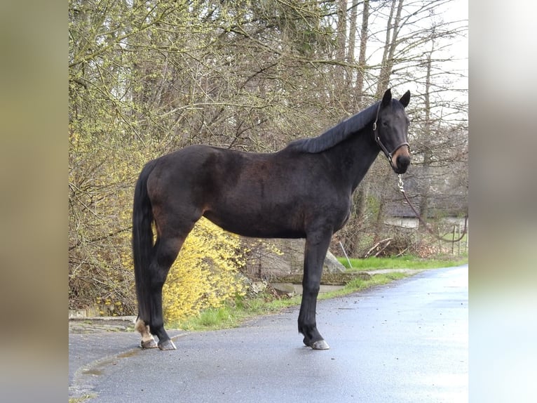 Deutsches Sportpferd Stute 6 Jahre 165 cm Dunkelbrauner in Verl