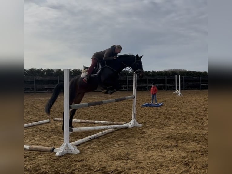 Deutsches Sportpferd Stute 6 Jahre 165 cm Dunkelbrauner in Hohenerxleben
