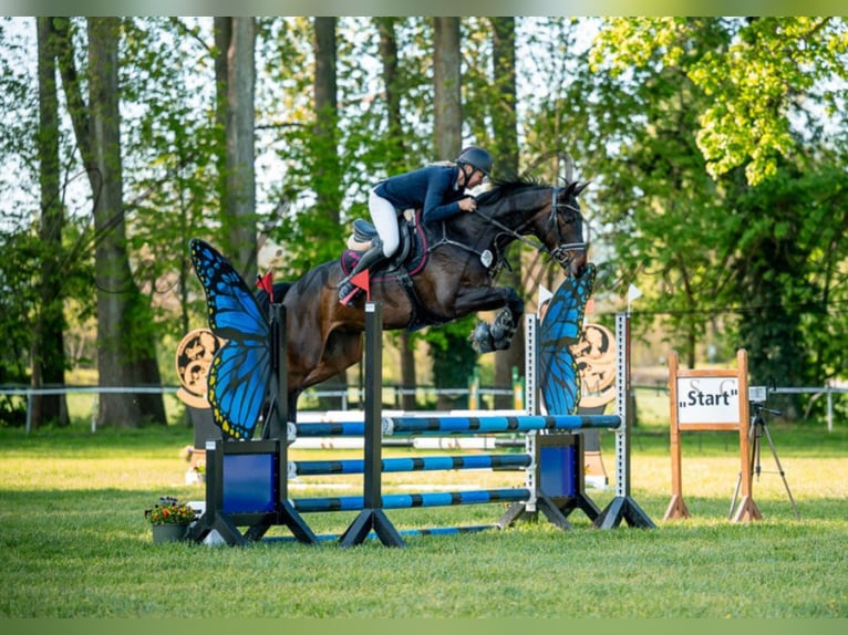 Deutsches Sportpferd Stute 6 Jahre 165 cm Dunkelbrauner in Hohenerxleben