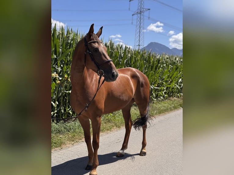 Deutsches Sportpferd Stute 6 Jahre 165 cm Dunkelfuchs in Schlins