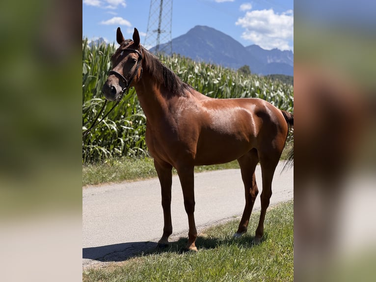 Deutsches Sportpferd Stute 6 Jahre 165 cm Dunkelfuchs in Schlins