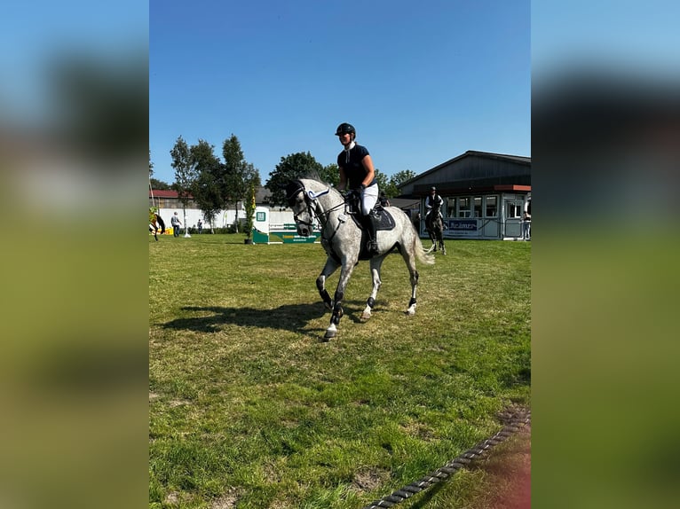 Deutsches Sportpferd Stute 6 Jahre 165 cm Fliegenschimmel in Westerstede