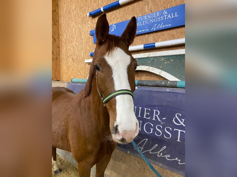 Deutsches Sportpferd Stute 6 Jahre 165 cm Fuchs in Karlsfeld