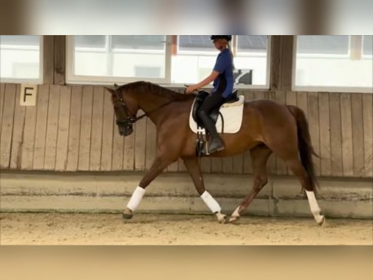 Deutsches Sportpferd Stute 6 Jahre 165 cm Fuchs in Rot an der Rot