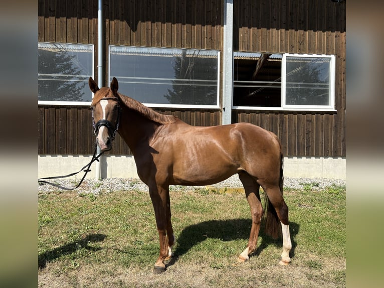 Deutsches Sportpferd Stute 6 Jahre 165 cm Fuchs in Rot an der Rot