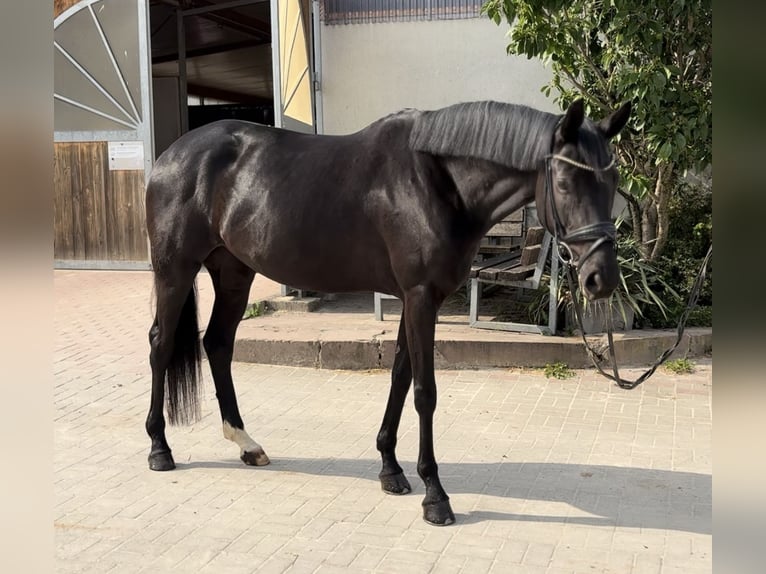 Deutsches Sportpferd Stute 6 Jahre 165 cm Rappe in Remlingen