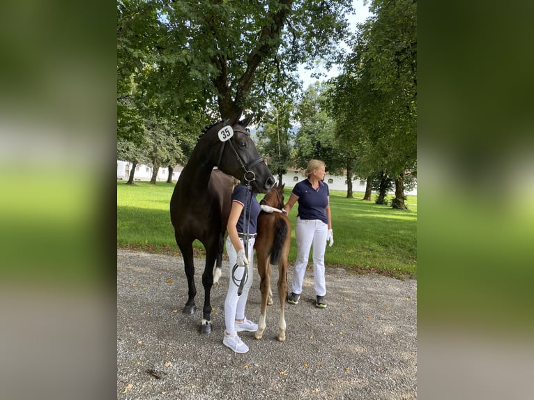 Deutsches Sportpferd Stute 6 Jahre 165 cm Rappe in P&#xE4;hl