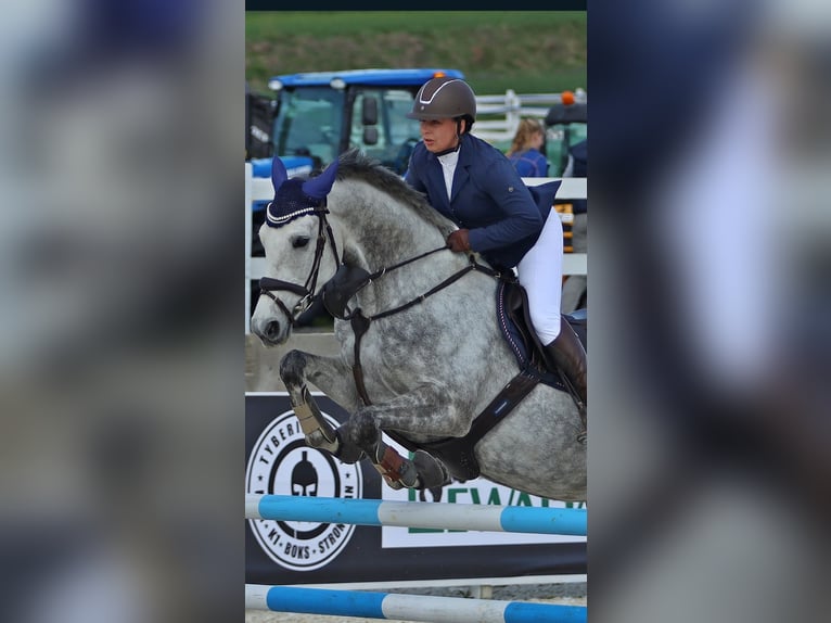 Deutsches Sportpferd Stute 6 Jahre 165 cm Schimmel in Löbau