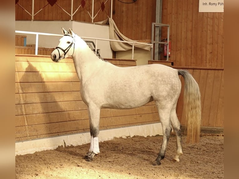 Deutsches Sportpferd Stute 6 Jahre 165 cm Schimmel in Berga- Wünschendorf
