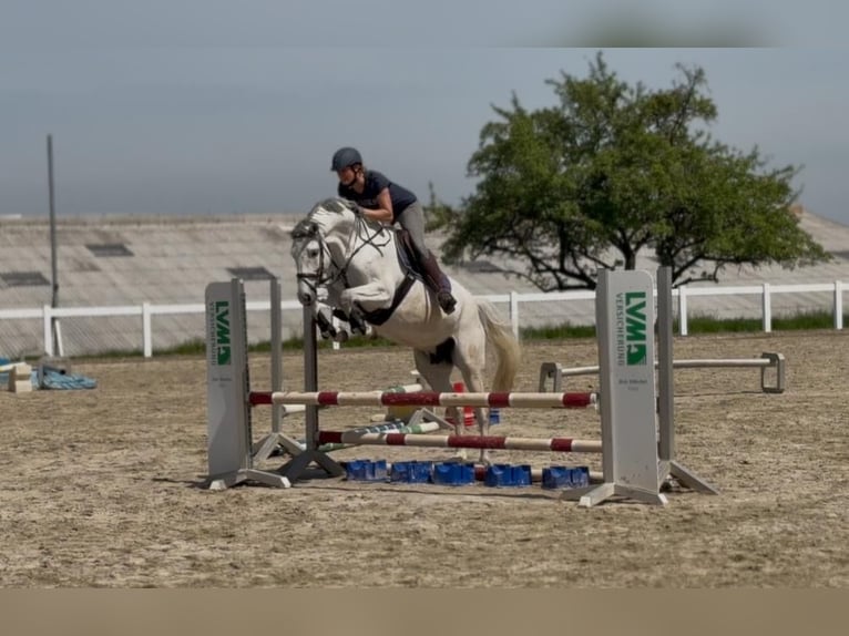 Deutsches Sportpferd Stute 6 Jahre 165 cm Schimmel in Berga- Wünschendorf