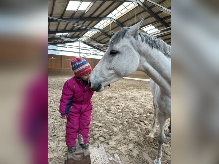 Deutsches Sportpferd Stute 6 Jahre 165 cm Schimmel in Berga- Wünschendorf