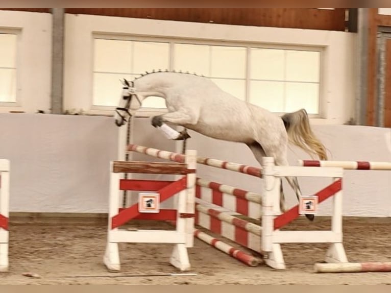Deutsches Sportpferd Stute 6 Jahre 165 cm Schimmel in Berga- Wünschendorf