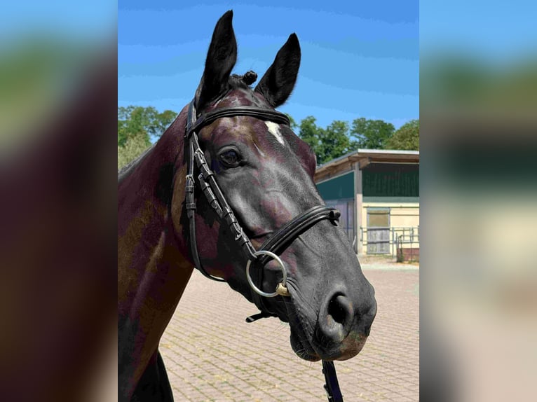 Deutsches Sportpferd Stute 6 Jahre 165 cm Schwarzbrauner in Walzbachtal