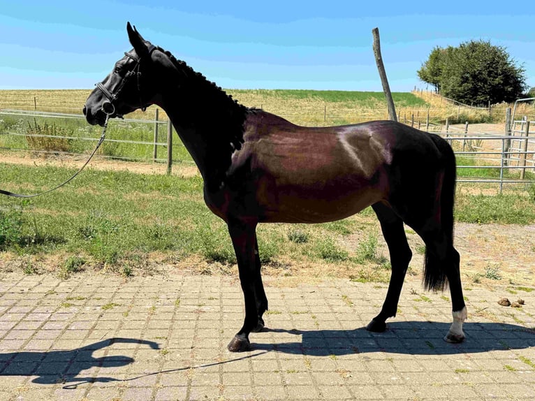 Deutsches Sportpferd Stute 6 Jahre 165 cm Schwarzbrauner in Walzbachtal