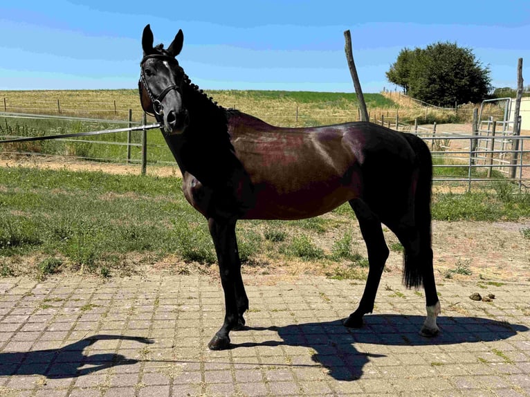 Deutsches Sportpferd Stute 6 Jahre 165 cm Schwarzbrauner in Walzbachtal