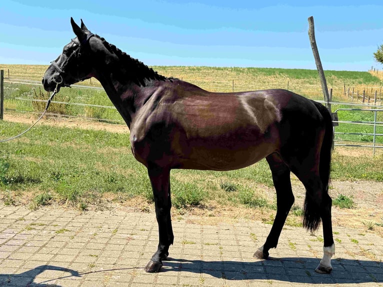 Deutsches Sportpferd Stute 6 Jahre 165 cm Schwarzbrauner in Walzbachtal