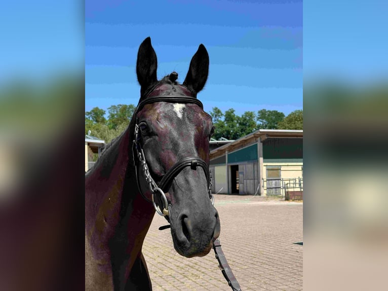 Deutsches Sportpferd Stute 6 Jahre 165 cm Schwarzbrauner in Walzbachtal