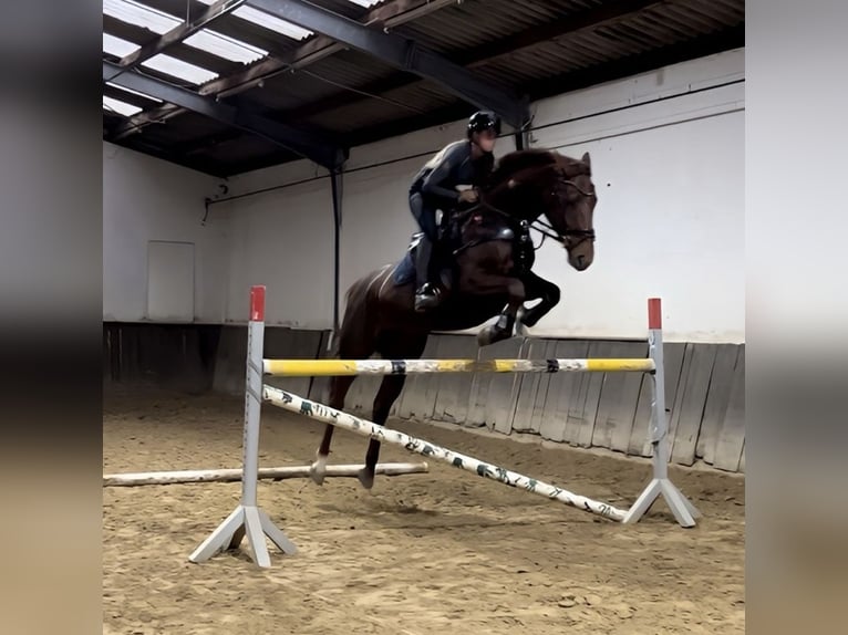 Deutsches Sportpferd Stute 6 Jahre 165 cm in Braunschweig