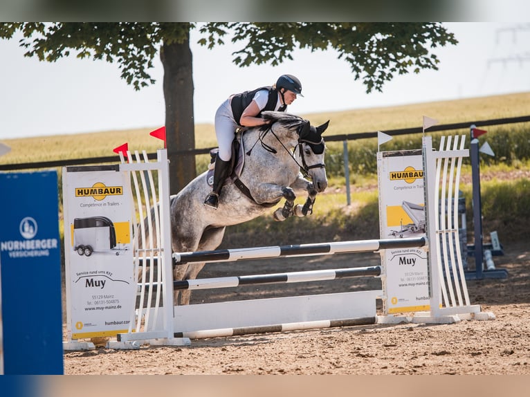 Deutsches Sportpferd Stute 6 Jahre 166 cm Apfelschimmel in Stadecken-Elsheim