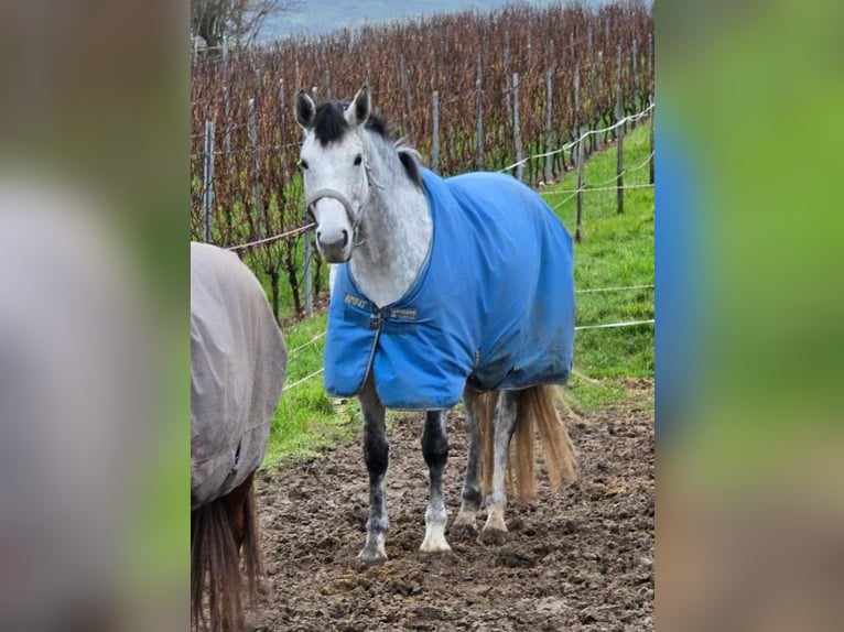 Deutsches Sportpferd Stute 6 Jahre 166 cm Apfelschimmel in Stadecken-Elsheim