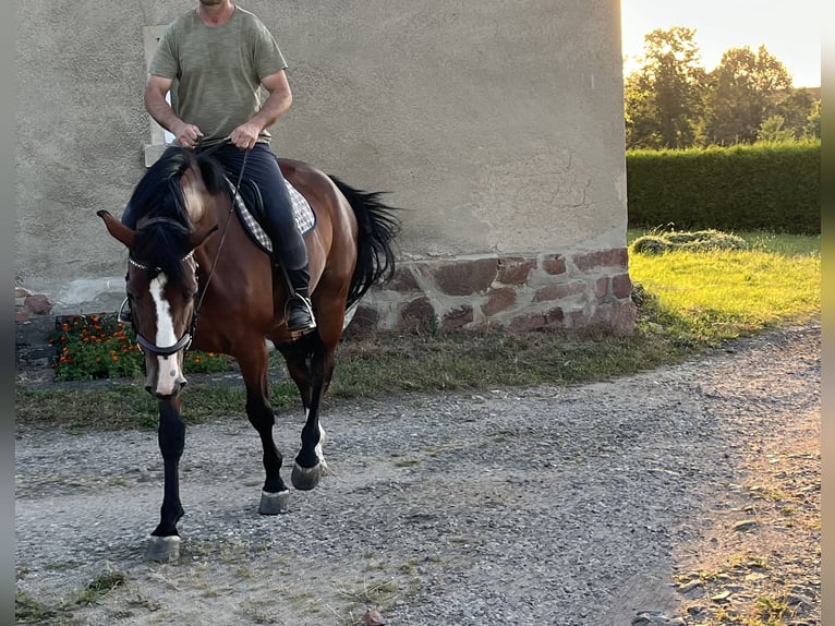 Deutsches Sportpferd Stute 6 Jahre 166 cm Brauner in Penig