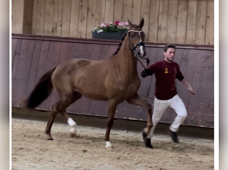 Deutsches Sportpferd Stute 6 Jahre 166 cm Dunkelfuchs in Hallbergmoos