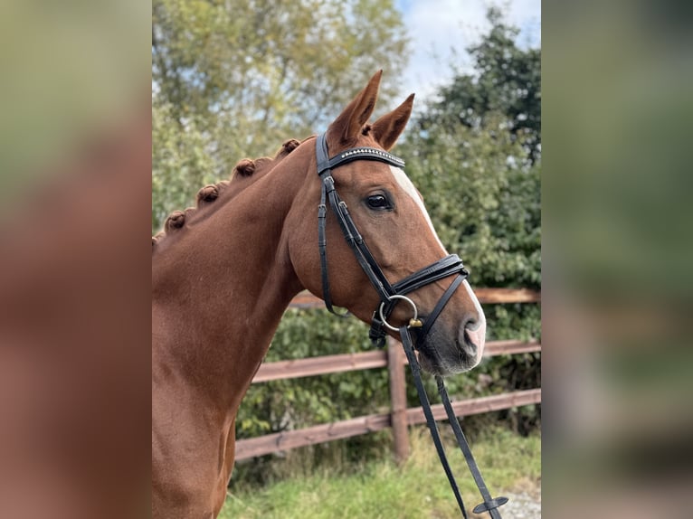 Deutsches Sportpferd Stute 6 Jahre 166 cm Fuchs in Königheim