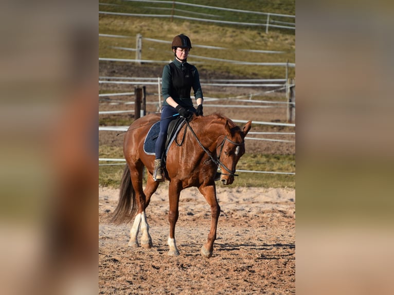 Deutsches Sportpferd Stute 6 Jahre 166 cm Fuchs in Parkstein