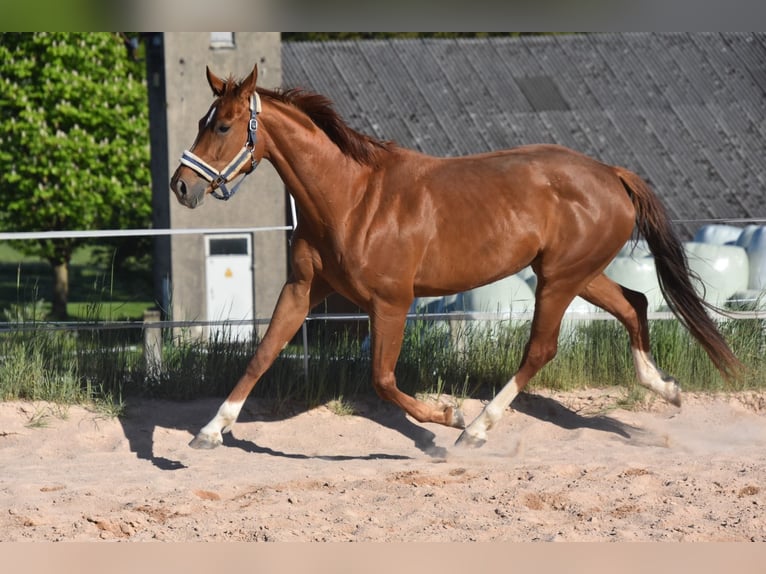Deutsches Sportpferd Stute 6 Jahre 166 cm Fuchs in Parkstein