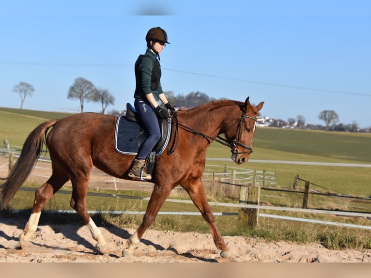 Deutsches Sportpferd Stute 6 Jahre 166 cm Fuchs in Parkstein