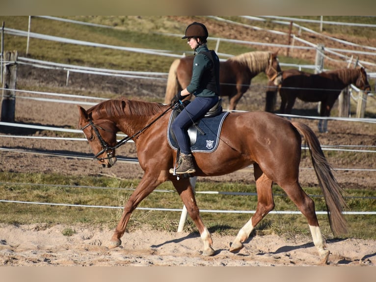 Deutsches Sportpferd Stute 6 Jahre 166 cm Fuchs in Parkstein