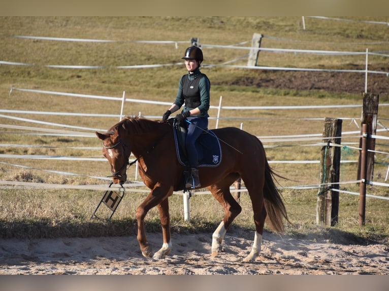 Deutsches Sportpferd Stute 6 Jahre 166 cm Fuchs in Parkstein