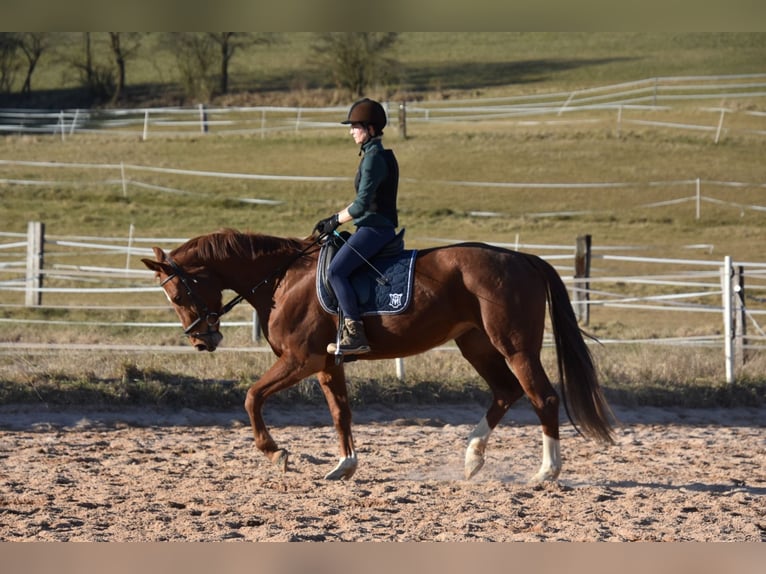 Deutsches Sportpferd Stute 6 Jahre 166 cm Fuchs in Parkstein
